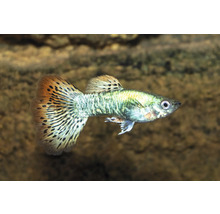 Guppyfisk i akvarium
