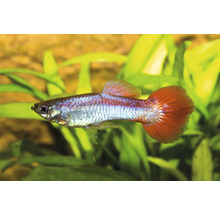 Akvariefisk Guppy hane Rödstjärtad Metallic 3-4,5cm