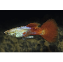 Guppy prydnadsfisk