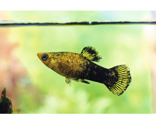 Gulddamm molly fisk i akvarium