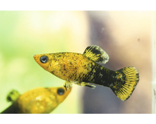 Gulddamm Molly i akvarium