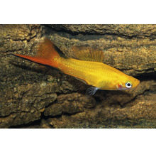 Gyllene svärdbärare fisk i akvarium