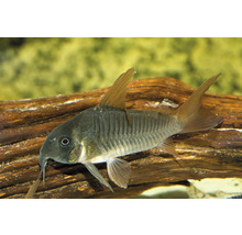 Prickig pansarmal i akvarium