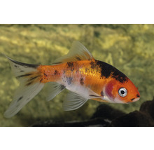 Koi-karp med fläckigt mönster
