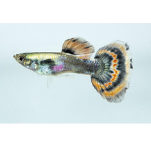 Akvariefisk Guppy hane rödstjärtad neon 3-4,5cm