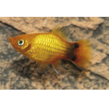 Gyllene platy fisk i akvarium