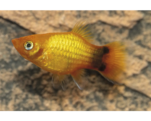 Akvariefisk Platy gul neon Musse Pigg 3,5-5cm