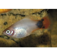 Platyfisk i akvarium