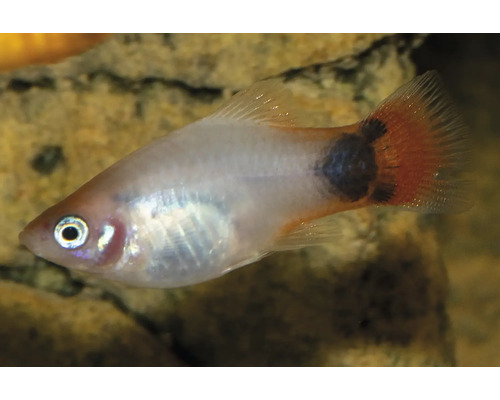 Akvariefisk Platy vit-röd stjärt Musse Pigg 3,5-5cm