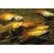 Akvariefisk Svärdbärare Mix 4-5cm