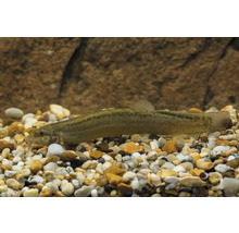 Grönling i akvarium