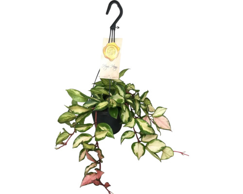 Porslinsblomma i ampelkruka FLORASELF Hoya carnosa Tricolor Ø14cm
