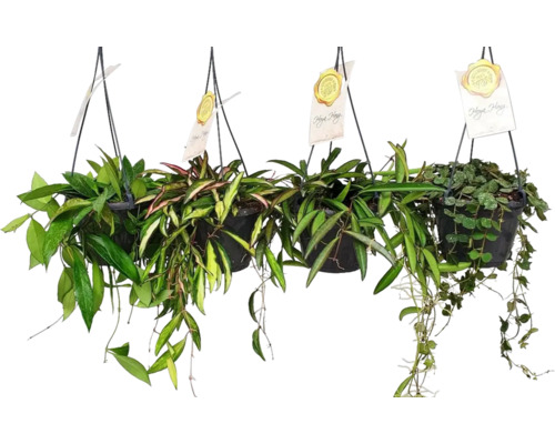 Porslinsblomma mix i ampelkruka FLORASELF Hoya carnosa tricolor Ø14cm blandade sorter