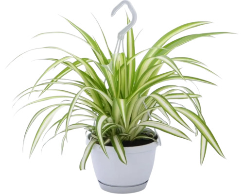 Ampellilja i ampelkruka FLORASELF Chlorophytum comosum 'Variegatum' ca 25cm Ø12cm Ampellilja i hängkruka