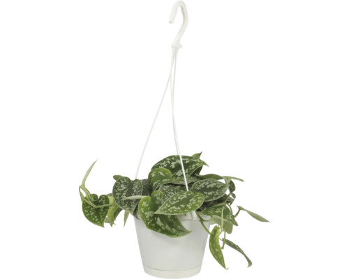 Silverranka i ampelkruka FLORASELF Scindapsus pictus ca 17cm krukstorlek Ø12cm Hängande växt i vit kruka