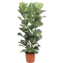 Fikuslyra på kruka med växtstöd