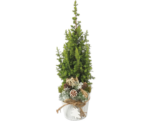 Ädelcypress FLORASELF Top Point 35-40cm 13cm