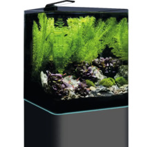 Inrett akvarium med växter, stenar och räkor