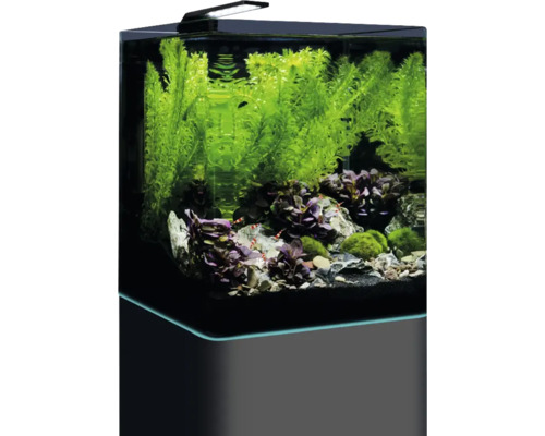 Inrett akvarium med växter, stenar och räkor