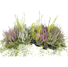 Arrangemang av ljung, trådvinstock och en blomma i en svart planteringslåda.
