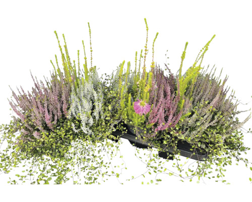 Arrangemang av ljung, trådvinstock och en blomma i en svart planteringslåda.