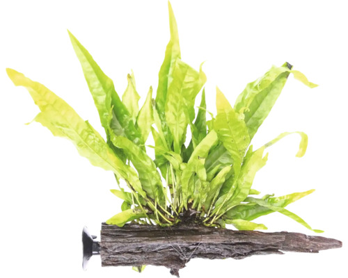 Akvarieväxt DENNERLE PLANTS Sugrötter med javaormbunke Microsorum pteropus Petite