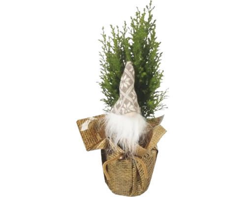 Ädelcypress FLORASELF Ellwoodii med tomte 30-35cm 9cm blandade färger