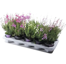Erika-sortiment i planteringsbricka med olika blomfärger