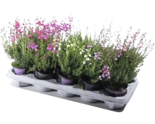 Erika-sortiment i planteringsbricka med olika blomfärger