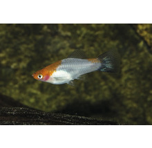 Akvariefisk Svärdbärare Koi Kohaku Wagtail 4-