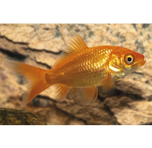 Guldfisk i akvarium