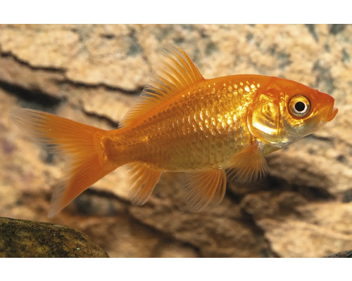 Akvariefisk Guldfisk Kin röd 4-5cm