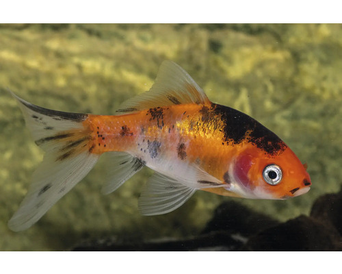 Flerfärgad guldfisk i akvarium