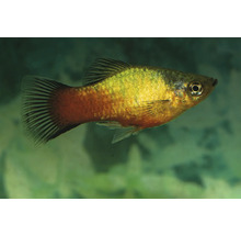 Akvariefisk Platy Rödblå Wagtail Neon 3,5-5cm