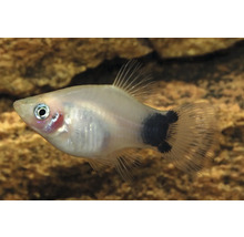 Akvariefisk Platy silver Musse Pigg 3,5-5cm