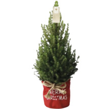 Liten Nordmannsgran i röd kruka med Merry Christmas-text som juldekoration