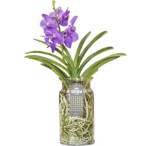 Orkidé FLORASELF Vanda mix i glasvas 55cm Ø14cm
