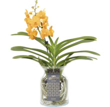 Orkidé FLORASELF Vanda mix i glasvas 55cm Ø14cm