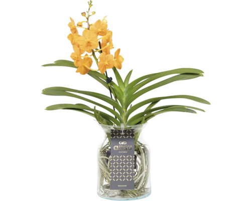 Orkidé FLORASELF Vanda mix i glasvas 55cm Ø14cm