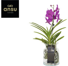 Orkidé FLORASELF Vanda mix i glasvas 55cm Ø14cm