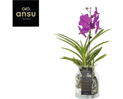 Vanda orkidé i glasvas