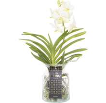 Orkidé FLORASELF Vanda mix i glasvas 55cm Ø14cm