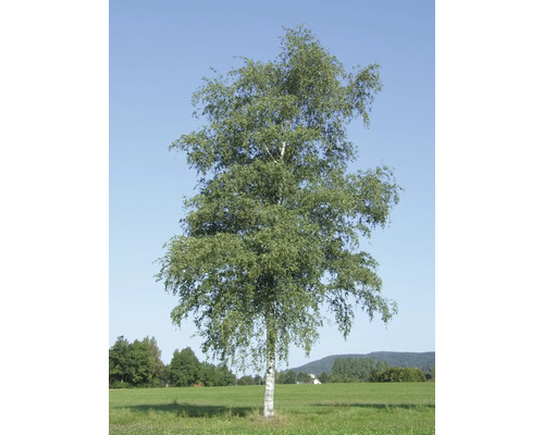 Björk på en äng under blå himmel