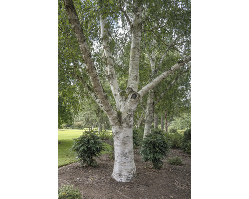 Björk i trädgården med vit bark och gröna blad