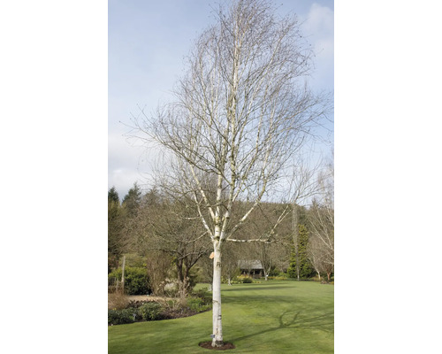 Björk i trädgården