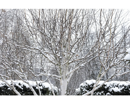 Vinterlandskap med snötäckta björkar