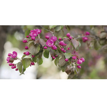 Gren med prydnadsapelsinblommor och blad