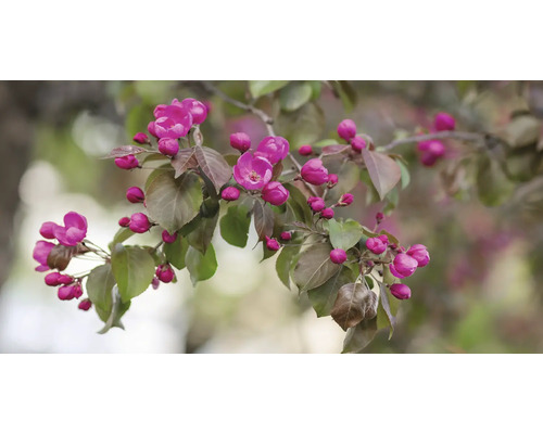 Gren med prydnadsapelsinblommor och blad