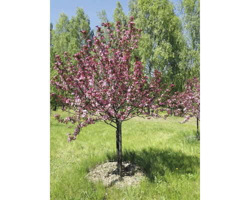 Prydnadsapelträd i trädgården med grön gräsmatta