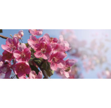 Närbild av prydnadsapelblommor mot en blå himmel